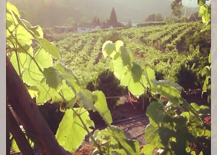 Quinta Da Longra 비젤라